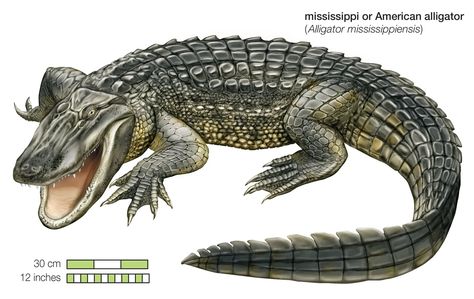 Crocodile | Habitat, Species, Diet, & Facts | Britannica Crocodile Habitat, Crocodile Species, American Crocodile, Deadly Animals, Animal Quiz, Nile Crocodile, Saltwater Crocodile, American Alligator, Style Rules