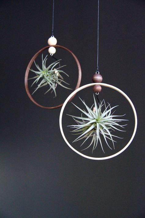 Air Plant Macrame, Boho Arts, Modern Hanging Planter, Hanging Wall Planters Indoor, Install Floating Shelves, Air Plant Art, Seaglass Christmas, Plant Ring, Wood Succulent Planter