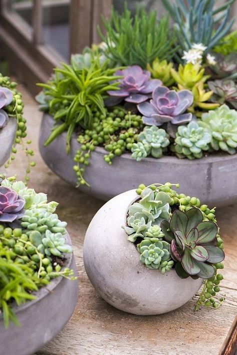 Modern Succulent Centerpiece, Large Succulent Arrangements Outdoor, Large Succulent Planter, Kaktus Dan Sukulen, Succulent Garden Landscape, Succulent Bowls, Succulent Garden Indoor, Succulent Garden Design, نباتات منزلية