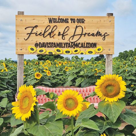 Sunflower festival on now at Davis Family Farm Sunflower Festival, Field Of Dreams, Rain Barrel, Local Farm, Sunflower Fields, Fairy Doors, Colored Highlights, Water Conservation, Public School