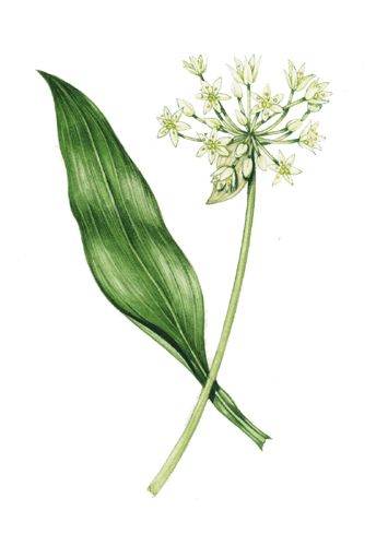 Garlic Flower Illustration, Wild Garlic Tattoo, Garlic Flower Tattoo, Garlic Drawing, Wild Garlic Plant, Allium Ursinum, University Portfolio, Lizzie Harper, Garlic Plant