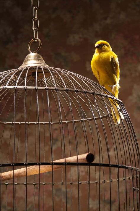 Birds In Cage Photography, Birdcage Ideas, Canary Cage, Bird In A Cage, Canary Birds, The Caged Bird Sings, Comfortable Home, Yellow Bird, Click Photo