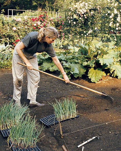 Take a tour with Martha of her previous Connecticut home, Turkey Hill. Hornbeam Hedge, Whispers Aesthetic, Turkey Hill, Martha Stewart Home, Clematis Montana, Start Of Winter, Creeping Jenny, First House, Martha Stewart Living