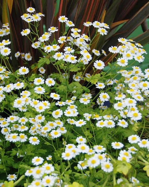 Tanacetum parthenium aureum Golden Feverfew Xeriscape Plants, Cut Flower Garden, Ground Cover Plants, Seasonal Flowers, Fall Plants, English Garden, Perennial Plants, Herb Garden, Flower Seeds