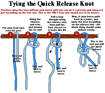 Horse Safety, Quick Release Knot, Horse Lessons, Horse Information, Horse Care Tips, Horse Facts, Horse Riding Tips, Horse Info, Horse Camp