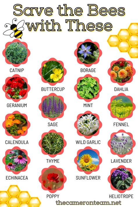 Bee Garden Ideas, Hummingbird Plants Perennials, Flowers For Bees, Bee Friendly Plants, Bee Friendly Garden, Butterfly Garden Design, Bee Garden, Bee Friendly, New Garden