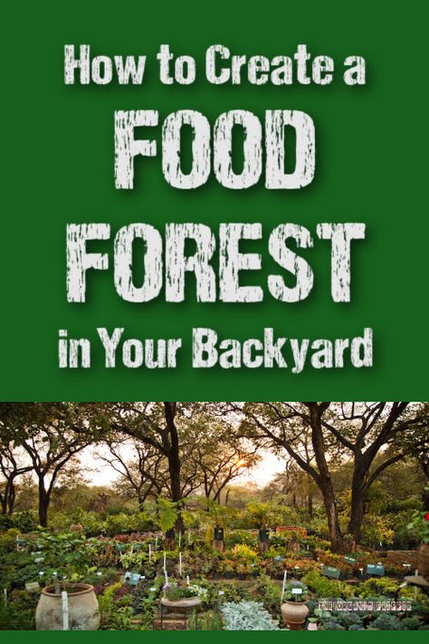 A food forest is a low-maintenance, sustainable system that mimics a natural forest ecosystem, with layers of plants that work together. Here's how to create one. | The Organic Prepper via @theorganicprepper Food Forest Design, Pasta Food Recipes, Backyard Food, Forest Cafe, Food Forest Garden, Natural Forest, Forest Ecosystem, Pizza Sandwich, Pasta Food