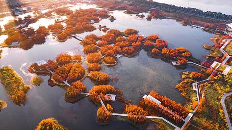 Floating Forest, Sponge City, Underwater Plants, Yangtze River, Lotus Plant, Floating Garden, Natural Playground, Chinese Landscape, Urban Nature