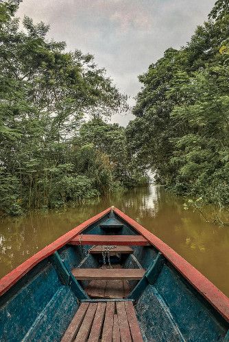 Brazil Amazon, Green Jungle, The Amazon Rainforest, Amazon River, River Fishing, The Rainforest, Beautiful Travel, Amazon Rainforest, First Impressions