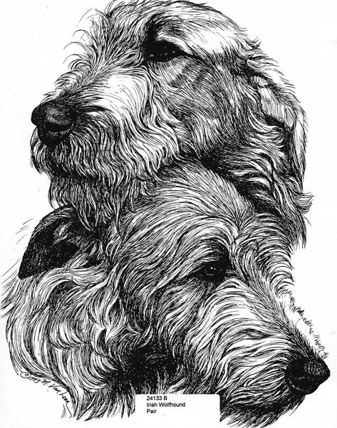 Irish Wolfhound Drawing, Airedale Dogs, Sight Hounds, Irish Wolfhounds, Sculptures Art, Outline Drawing, Irish Wolfhound, Drawing Cartoon, Outline Drawings