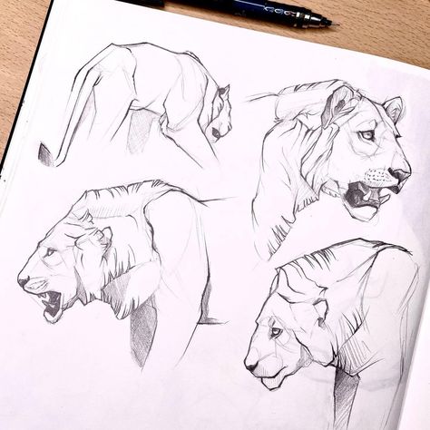 Wildlife Drawing, Trying To Survive, Male Lion, Animal Cat, This Morning, I Decided, I Love Him, Love Him, Documentaries