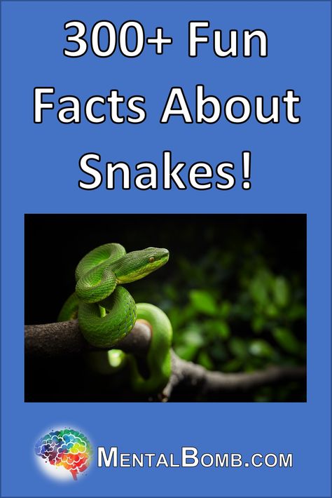 Over 300 fun facts about snakes, fun facts for kids, where they live, what they eat, what they do, and so much more! #FunFacts Snake Facts For Kids, Facts About Snakes, Snakes For Kids, Snake Facts, Fun Facts For Kids, Facts For Kids, Drink Milk, They Live, Snakes