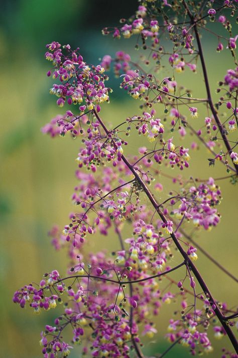 Meadow Rue Plants, Tall Meadow Rue, Meadow Rue, Front Yard Plants, Chicago Botanic Garden, Meadow Garden, Plant Identification, Garden Oasis, Veg Garden