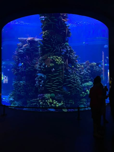 #mazatlan #aesthetic #aquarium #traveltips Aesthetic Aquarium, 2024 Vision Board, 2024 Vision, Photo Inspo, Instagram Story, Travel Tips, Vision Board, Quick Saves, Instagram