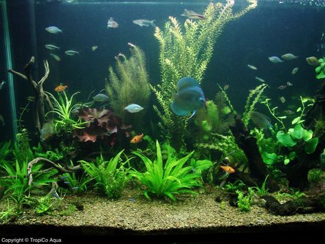 Community Fish Tank, Community Aquarium, Diy Aquarium Stand, Fish Keeping, Cool Fish Tanks, Tropical Fish Tanks, Tropical Fish Aquarium, Community Tanks, Fresh Water Fish Tank