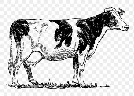 Cow Sketch, Ferdinand The Bulls, Cow Coloring Pages, Cow Vector, Cow Illustration, Cow Drawing, Cow Colour, Holstein Cows, Cow Pictures