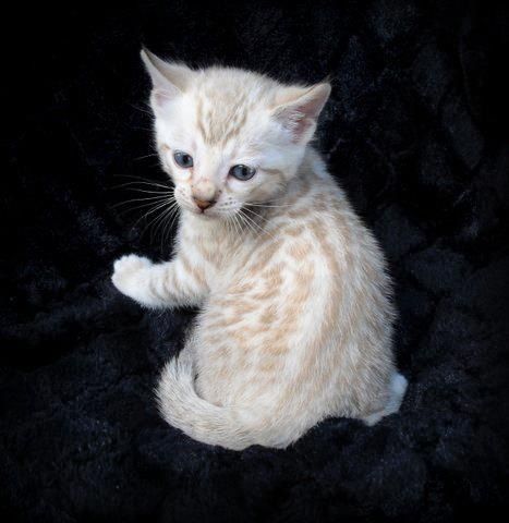 Six week old Snow Bengal kitten. asianfirebengals.com Snow Bengal, Small Kitten, Bengal Kitten, Bengal Cat, Kittens, White, Black