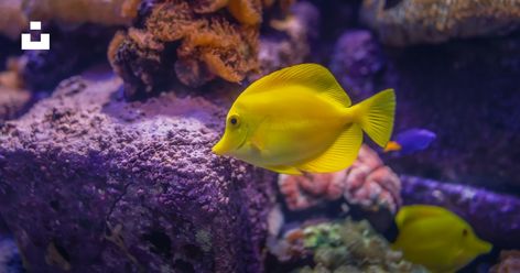 Saltwater Aquascape, Yellow Tang, Fish Tank Themes, Photos Of Fish, Tang Fish, Saltwater Aquarium Fish, Aquarium Setup, Saltwater Tank, Marine Aquarium