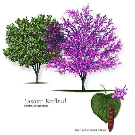 Common Trees of Missouri | Missouri's Natural Heritage | Washington University in St. Louis Small Landscape Trees, Eastern Redbud Tree, Texas Trees, Spring Landscaping, Front Yard Flowers, Landscaping Shrubs, Types Of Trees, Trees For Front Yard, Front Yards Curb Appeal