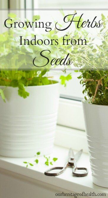 How to grow your own herbs indoors starting from seeds Grow Herbs Indoors, How To Grow Herbs, Growing Food Indoors, Growing Herbs Indoors, Grow Herbs, Types Of Herbs, Indoor Herb Garden, Indoor Gardens, Herbs Indoors