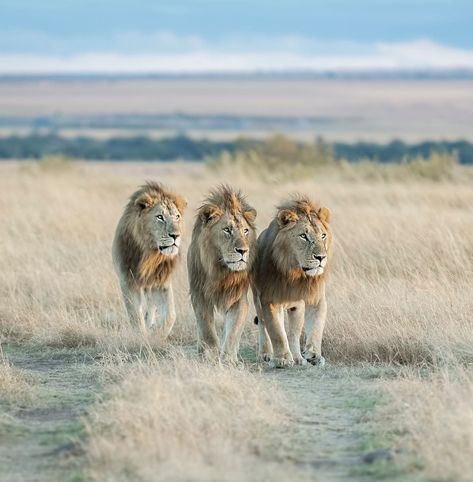 Lioness And Cub Tattoo, Cub Tattoo, Lion Background, Lioness And Cubs, Lion Tattoo Sleeves, Lions Pride, Lion Photography, Lion Poster, Three Lions