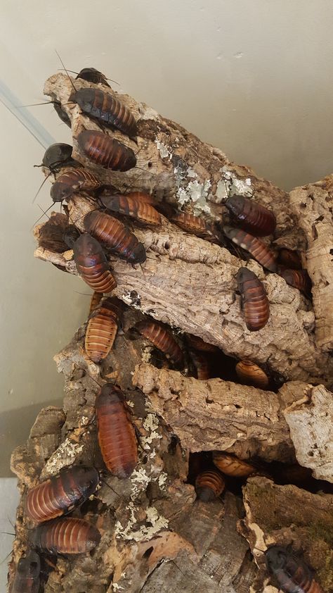 Madagascar Hissing Cockroaches (Gromphadorhina portentosa) #cockroaches #insects #exoticpets #hissingcockroaches #madagascarhissingcockroaches Madagascar Hissing Cockroach Enclosure, Cockroach Aesthetic, Hissing Cockroach, Madagascar Hissing Cockroach, Lizard Types, Wolf Spider, Spiders Scary, Beetle Bug, Arthropods