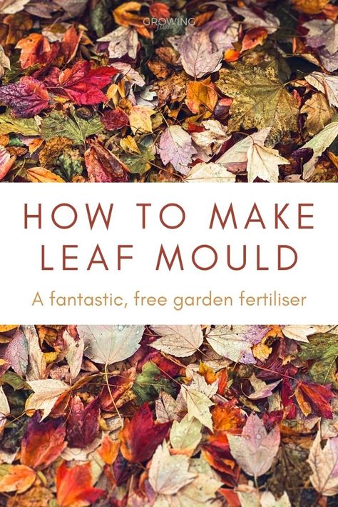 How to make leaf mould - easy, free garden fertiliser! - Growing Family Leaf Mould, Sustainable Homestead, Homestead Ideas, Soil Conditioner, Easy Gardening, Garden Activities, Eco Friendly Garden, Soil Improvement, Outdoor Inspirations