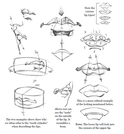 Lips Structure Drawing, Lips In Perspective, Mouth Study Drawing, Lips Anatomy Drawing, Mouth Anatomy Drawing, Lips Structure, Lip Studies, Open Mouth Sketch, Mouth Drawing Tutorial