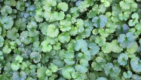 What a Creeping Charlie is and How to Get Rid of It Common Garden Weeds, Plants That Love Shade, Creeping Charlie, Charlie Charlie, Rose Gardening, On Leave, Easy Vegetables To Grow, Garden Weeds, Growing Roses