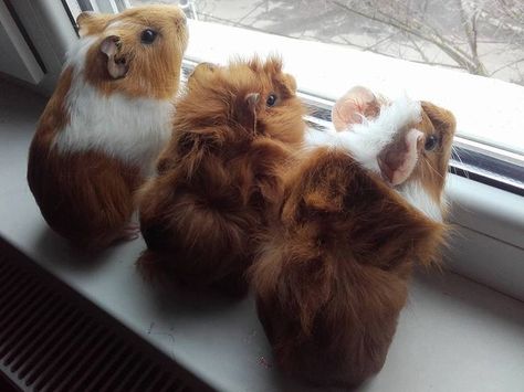 Guinea Pig Breeding, Pet Rabbits, Pig Breeds, Baby Guinea Pigs, Pet Guinea Pigs, Guinea Pig Care, Cute Guinea Pigs, Cute Piggies, Pet Bunny