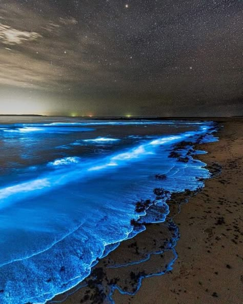 Glowing Plankton, Jervis Bay Australia, Bioluminescent Algae, Bioluminescent Plankton, Algae Bloom, Sea Sparkle, Blue Algae, Glow Water, Jervis Bay