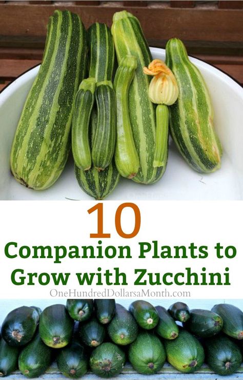 Plant Zucchini, Zucchini Zoodles, Companion Planting Chart, Growing Zucchini, Regrow Vegetables, Zucchini Plants, Perennial Gardens, Companion Gardening, Garden Companion Planting