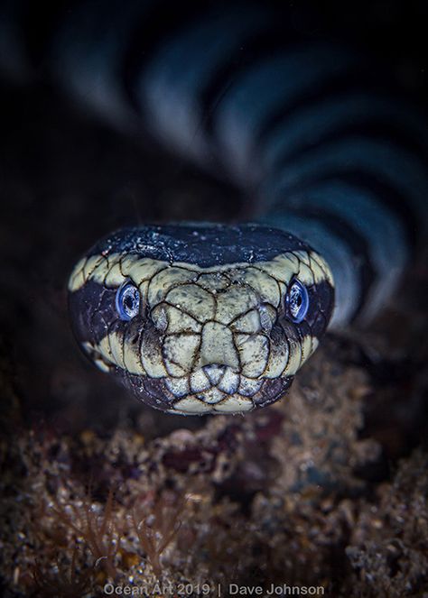 OceanArt winner: Banded Sea Snake by Dave Johnson! Isn't this just amazing?  The winners are announced by our sister company @uwphotographyguide #oceanart #underwaterphotography #seasnake #scuba #scubadiving Sea Krait, Dave Johnson, Sea Snake, Underwater Art, Lion Fish, Colossal Art, Underwater Photos, Photography Guide, Photography Contests