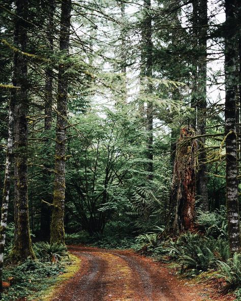 Woodlands House on Instagram: “This driveway entrance never gets old. 😍 . Come. Stay. Relax. Leave refreshed. #thewoodlandshouse . . #livefolk #cabinlifestyle #woods #nature #travel #wanderlust #forest Long Wooded Driveway, Forest Driveway, Wooded Driveway, Driveway Bridge, Forest Entrance, 2024 Manifesting, Vintage Nature Photography, Interior Design Plants, New Nature Wallpaper