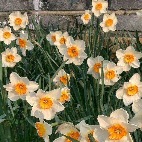 Academia Aesthetics, Daffodils, Cottage, On Twitter, Yellow, Twitter, Flowers, Wall, White