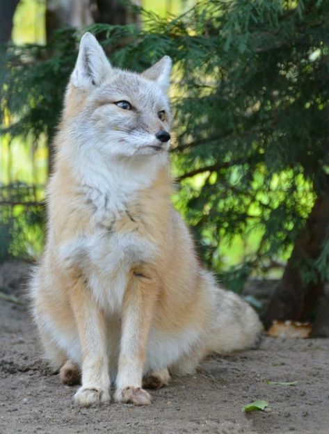 Fox Species, Swift Fox, Reindeer Costume, Fantastic Fox, Rudolph The Red Nosed Reindeer, Foxes Photography, Fox Pictures, Pet Fox, Arctic Fox