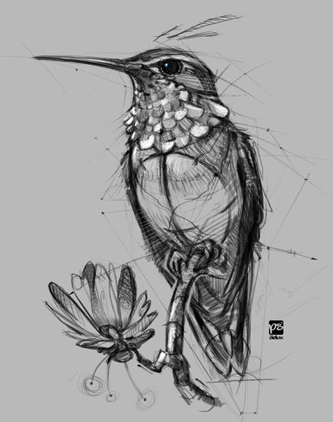 Hummingbird Sketch, Hummingbird Drawing, Bird Sketch, Animal Drawings Sketches, Hummingbird Art, Drawing Faces, Animal Drawing, Desenho Tattoo, Animal Sketches