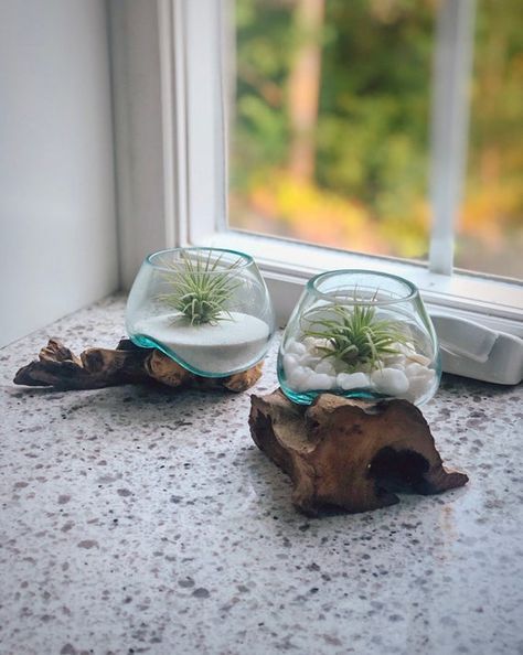 Molten Glass On Driftwood, Driftwood Air Plant, Plant Care Instructions, Beautiful Terrariums, Air Plants Care, Plant Terrarium, Air Plant Display, Tillandsia Air Plant, Air Plant Terrarium