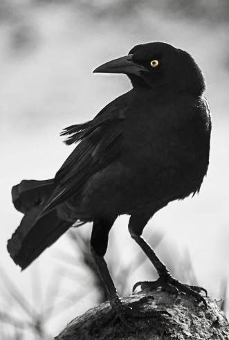 Love Magick, Crow Photography, Crow Pictures, How To Find Love, Crow Photos, Crow Flying, Crow Images, Crows Drawing, Printmaking Projects