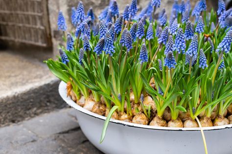 How To Plant Muscari (Grape Hyacinth) Bulbs | Horticulture Cold Weather Flowers, Hyacinth Bulbs, Grape Hyacinth, Growing Bulbs, Perennial Bulbs, Dig Gardens, Mini Gardens, Patio Pots, Permaculture Gardening