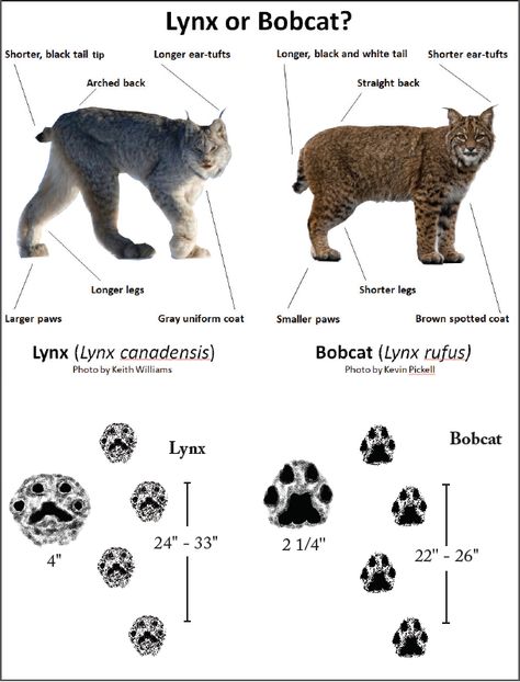 Canada lynx | Washington Department of Fish & Wildlife Canada Lynx, Boreal Forest, Ceramic Animals, Animal Facts, Cute Wild Animals, Zoology, Warrior Cats, Lynx, Cat Drawing