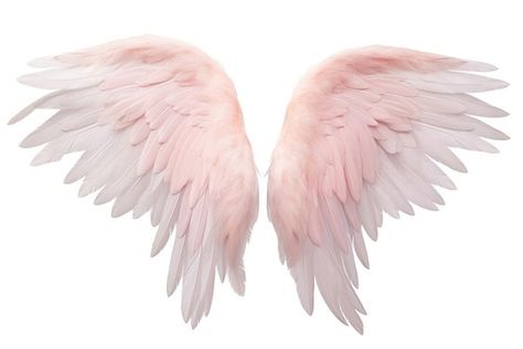 Angel wing white bird white | Free Photo - rawpixel Pink Angel Wings, Wings Bird, Feather Angel Wings, White Angel Wings, White Angel, Pink Feathers, White Bird, Download Free Images, Free Photo