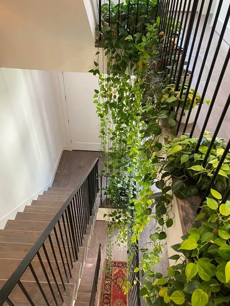 Display Plants On Wall, Plants For Stairs, Trailing Plants Indoor Wall, Stairwell Plant Ideas, Plants In Stairwell, Hanging Plants Indoor Stairs, Plants Stairs Indoor, Stairwell Plants, Indoor Plants Under Staircase