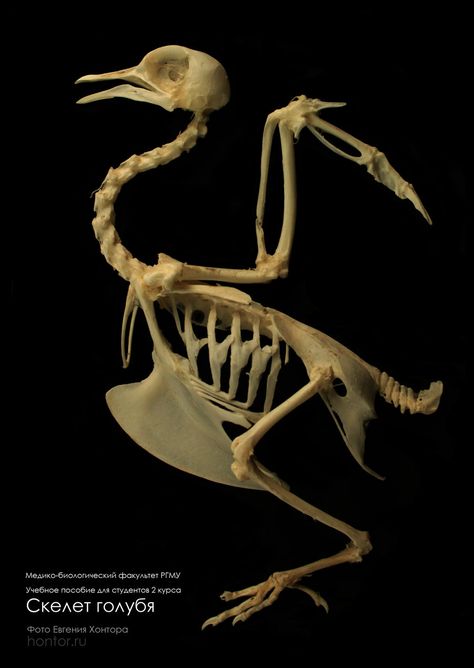 pigeon skeleton by Hontor on DeviantART http://www.deviantart.com/art/Skeleton-of-a-pigeon-194628818 Bird Anatomy, Bird Bones, Skull Reference, Skeleton Anatomy, Skeleton Drawings, Animal Skeletons, Animal Anatomy, Human Skeleton, Skeleton Bones