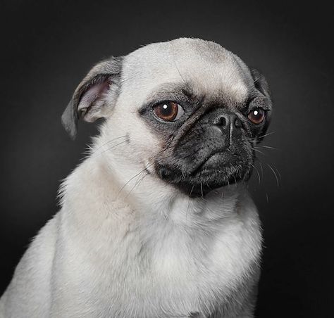 ... Dog Portrait Photography, Pet Photography Tips, Pugs And Kisses, Pug Pictures, Pug Dogs, Pug Puppies, Pugs Funny, A Pug, Cute Pugs