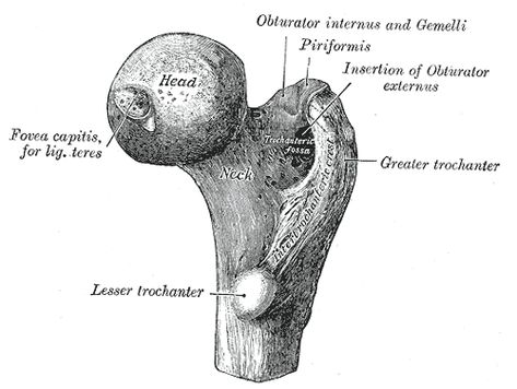 9 Tips to Self-Treat Hip Bursitis (Side of the Hip Pain) - Marathon Training Academy Snapping Hip Syndrome, Joints Anatomy, Greater Trochanter, Thoracic Vertebrae, Bursitis Hip, Anatomy Bones, Regression Analysis, Hip Surgery, Orthopedic Surgery