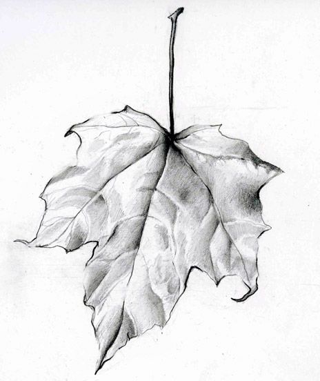 Alexander Johnson Smith “Leaf” 464 × 552 Pixels Graphite/Pencil on Paper I appreciate the effort put into this drawing to accurately portray the leaf’s veins and crinkle marks as … Leaves Sketch, Pencil Shading, Object Drawing, White Drawing, Leaf Drawing, Nature Drawing, Graphite Drawings, Pencil Art Drawings, Black And White Drawing