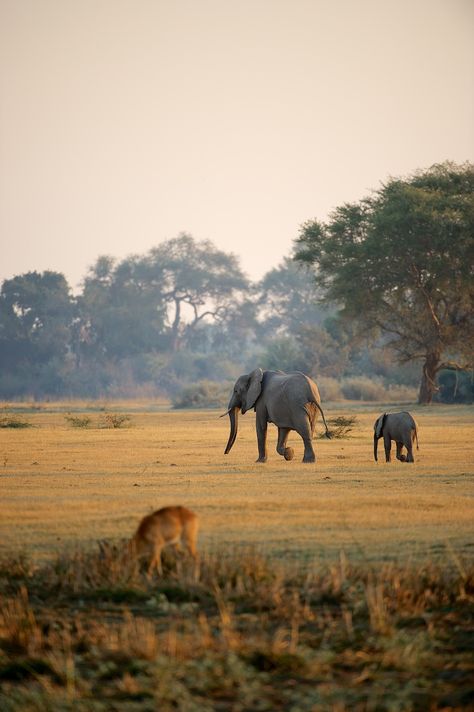 Have a heart for HIZ, the Harding in Zambia international program. Zambia Safari, South Africa Food, Malawi Africa, Drawing Sunset, Zambia Africa, Mission Trips, Adventurous Life, Rift Valley, Elephant Sanctuary