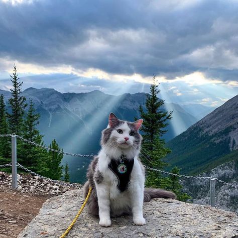 This Is Gary, The Meowntaineering Rescue Cat And His Adventures Are Adorable Adventure Cat, Cat Picture, Newborn Kittens, Kitty Images, Rescue Cats, August 20, Stray Cat, Cute Animal Photos, Cute Kittens