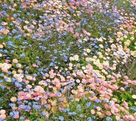 Lover Era, The Grass, Pretty Flowers, Cottage Core, Flowers Plants, Flower Power, My Aesthetic, Pretty Things, Swift